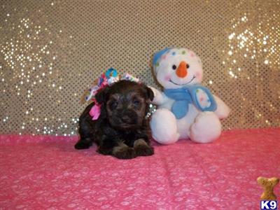 Miniature Schnauzer Puppies for Sale